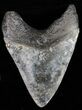 Serrated Megalodon Tooth - Georgia #39928-1